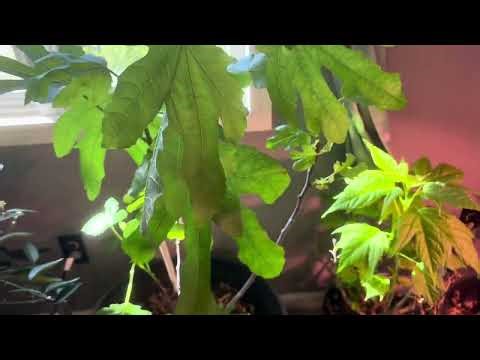 My library is also a greenhouse til weather picks a season 😅