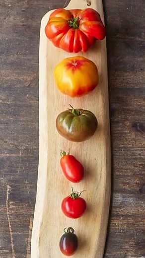 Tomato Varieties You Can Grow in Your Garden | Burpee Seeds, Plants & Supplies