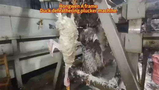 High-volume poultry processing is a game of margins. Our A-Frame Duck Defeathering Machine is built for 24/7 abattoir environments. Precision plucking, zero skin damage, total integration into your overhead line.Scale your throughput.#AgTech #PoultryProcessing #Manufacturing