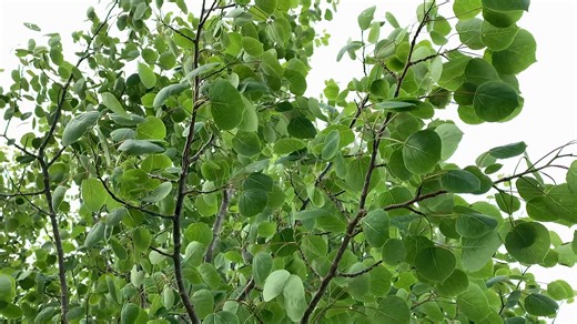 aspen