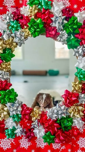 Majestic Meadows Alpacas | Day 11 of the wrapping paper trend 🎁🦨 Lil Pew, Coco Chanel, and Sniffany understood the assignment! Foraging is what they do best, so... | Instagram