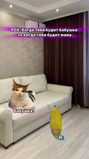 Funny Cat Memes That Brighten Your Day