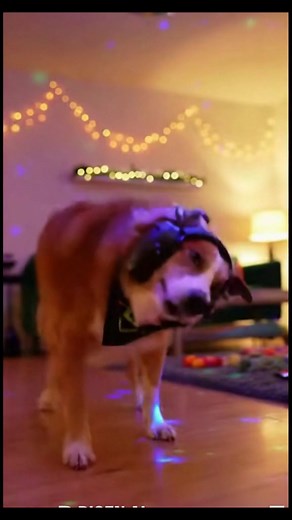 Dog Turns Into Rave King When Disco Ball Turns On  Ends Passed Out in Toy Pile! #PetParty #DiscoDog #DogHumor #ViralPets #DogDance | Julius Dein Peace | Facebook