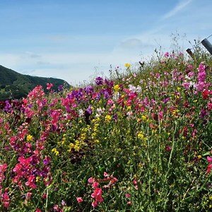 126 reactions · 57 shares | We've just launched our new LOMPOC FLOWER...