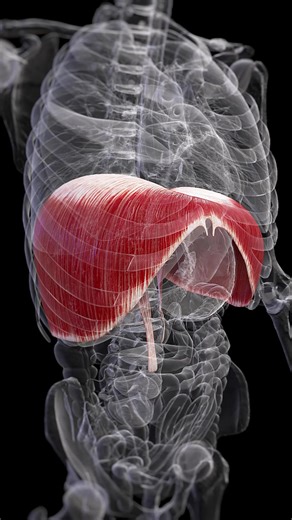 👀 Ever Wondered How You Breathe? 👀 The diaphragm plays a key role! This muscular partition acts as the main engine for breathing by contracting to let air in and relaxing to push air out. Join SciePro as we uncover how to strengthen and utilize this essential muscle for better health and improved respiratory function. Join the conversation in the comments! #RespiratoryCare #HealthTips #SciePro #science #breathing #med #medical #meded #education #sciart #3d #unity3d #medstudent #anatomy #medart