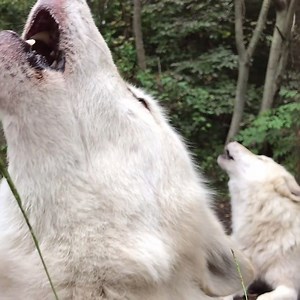 375K views · 10K reactions | Be inspired by their wild rhythms. #standforwolves | Wolf Conservation Center | Facebook