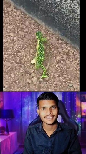 girgit change colour #girgit #colour