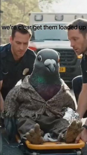 Dove's Accident 🪶!