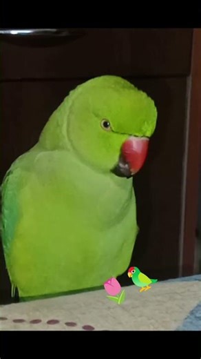 Haunted telephone #parrot #funny #talkingparot #nonstoptalkingparrot #superbparrot