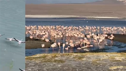 La Laguna Colorada: el santuario boliviano donde cientos de flamencos desafían condiciones extremas para su supervivencia. https://lopezdoriga.com?p=1741145 Vía Ivonne Frid Photography | Joaquín López-Dóriga