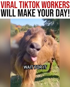 These funny videos have gone so viral, some companies even took it as a competition! | Project Nightfall