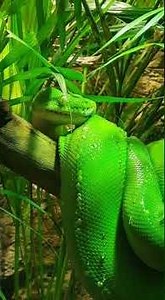 Green Tree Python Drinking
