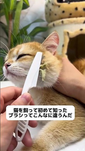 🐱換毛期対策に！ ごっそり抜け毛ケア✨ 猫が嫌がりにくいブラシです #猫#猫のいる暮らし#換毛期 #子猫のいる生活