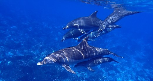 An Exclusive Look Into Dolphin Habitats