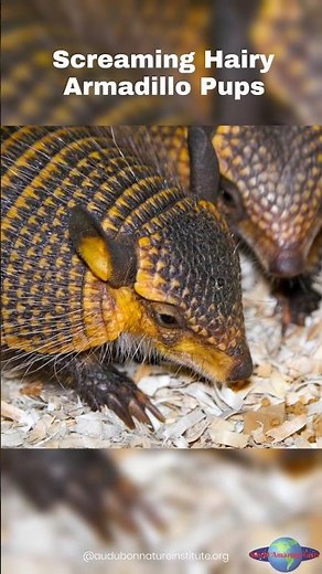 OMG! These Screaming Hairy Armadillo Pups Actually Scream! (Audubon Zoo)