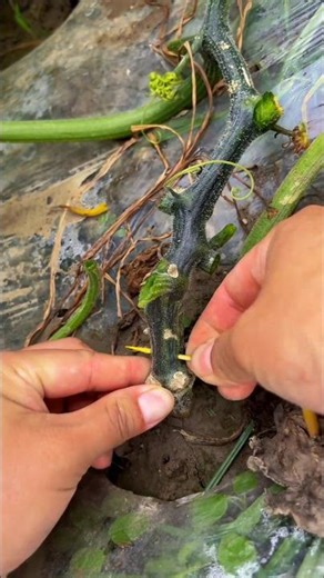 Try This Simple Toothpick Hack for Your Garden