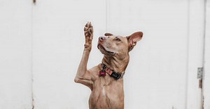 Quelles sont les 10 races de chien les plus intelligentes ?