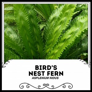 Vogelnestfarn - Asplenium nidus - Seltene Pflanzenart - Asplenium Nestfarn, Grün - Gelb, Eisenholz Farn, Riesenfarn, Nistfarn - Etsy.de
