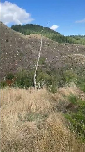 Elk and Deer Glassing Spot on the Oregon Coastal Range!