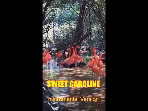 SWEET CAROLINE - Instrumental Version