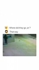 Cat asks for directions 😹 | Cat Memes