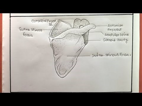 How To Draw Scapula Bone/Easy Way To Draw The Structure Of Scapula Bone