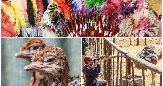 Exciting Ostrich Tours - Highgate Ostrich Show Farm