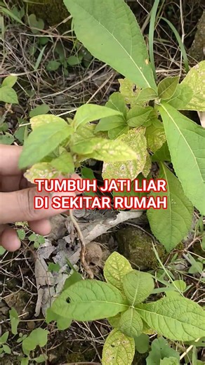 TUMBUH JATI LIAR DI SEKITAR RUMAH #berkebun #pertanian