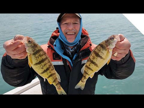 Perch fishing - how to jig for perch