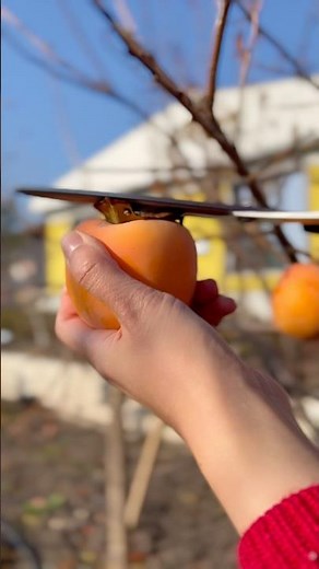 Review of 2 types of persimmons from my own garden 🤤 #fruit #persimmon #harvest