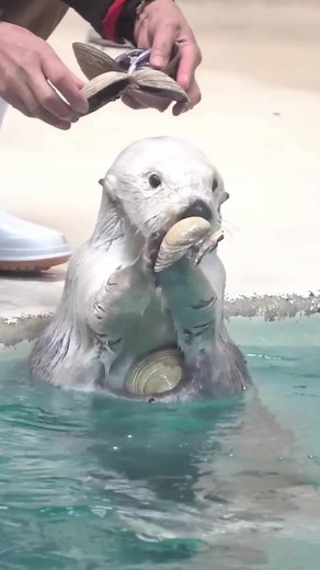 Fascinating Facts About Sea Otters You Didn't Know