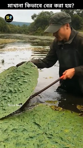 Makhana kivabe toiry kora hoy? #plants #nature #short #reels #rozafacts | Roza Facts