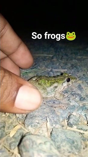 annoyed. It’s a really cute thing to see.#frog​ #shorts​ #scream​ #animals​