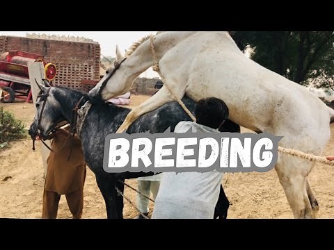 Horse meeting by famous stallion || Horse breeding Video of 2023 | Horse lover