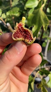 30 reactions | Strawberry Verte - Dried on the Tree #fig #figtree...