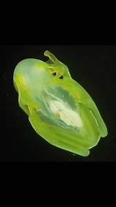 33K views · 463 reactions | Tiny, translucent glassfrogs increase their transparency two- to threefold while sleeping by temporarily storing red blood cells in their liver, according to a new study in Science. The findings—which provide insight into this unique adaptation in vertebrates—could be used in understanding blood flow more broadly and in the development of new anticoagulants or other cardiovascular drugs. Learn more: https://scim.ag/abl6620 #ScienceReels | Science | Facebook