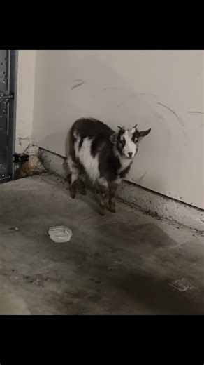 Pygmy Goat Appearance in My Garage