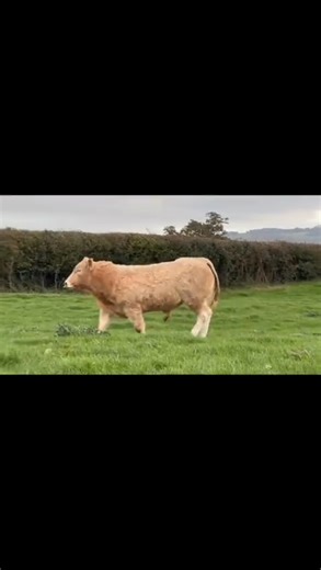 🏆 Blonde Bombshell Autumn Sale 🏆 🔥 Introducing Ted - Lot 22! 🔥 ✅ Exceptionally easy calving ✅ Muscle ✅ Milk Ted is sired by Glenwood Orchard Thieves, who we have retained in our herd as our senior stock bull. Orchard Thieves is sired by the French AI bull Gexan, who has numerous sons standing in AI in France. A paternal brother sold to the Strathisla Pedigree herd in Scotland this year. Ted's dam has a stacked pedigree coming from our imported stock bull Fronfedw Jazz by Eilean Fergus (who s