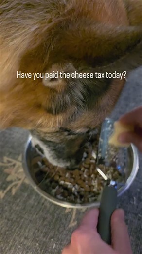 The Timeless Dog (@the.timeless.dog)’s videos with original sound - The Timeless Dog