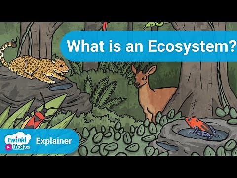 All About Ecosystems | Twinkl Parenting Wiki