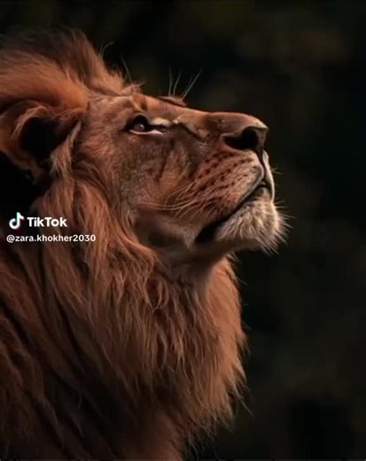 Brave Queen on TikTok