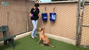 168K views · 31K reactions | When someone adopts a pet from San Diego...