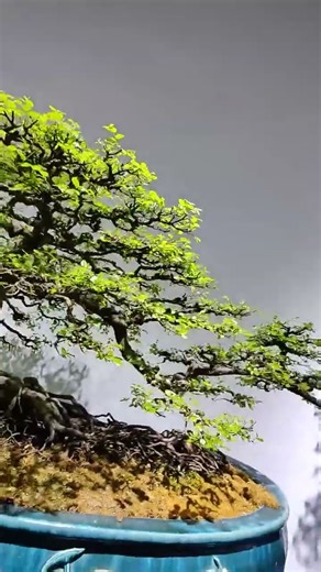 Such dense photinia adds a touch of vitality and aura to the office