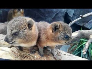 ケープハイラックスの双子の赤ちゃん