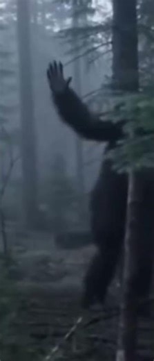 Bigfoot cuts down tree with smack #cryptids #horror #gaming #foundfootage #bigfoot #cryptidnation
