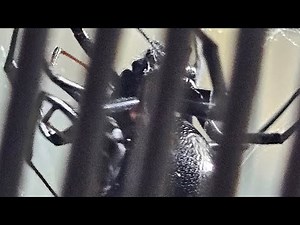 Northern black widow spider mating