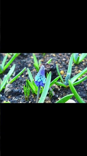 【秋植え球根おすすめ花】ムスカリ150日成長観察！庭師のプライベートガーデン！ガーデニング 庭づくり#charcoalbluegardendiary #shorts
