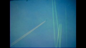 Contrails