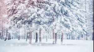 Beautiful snow-covered trees spruce in the forest in winter during a snowfall. Many trunks trees forest park wood. Fantastic Fairytale Magical Landscape. Christmas Winter New Year Scenery background