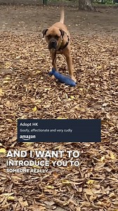 Adoptable Animal Presented by Amazon: HK Age: 5 Years 6 Months HK is a big, goofy 100-pound sweetheart who truly believes he's a lap dog! This gentle giant has a heart as big as his paws and is always ready to make you smile with his silly antics and affectionate personality. HK loves spending time with his people - he'll lean right in for cuddles and happily soak up all the love you have to offer. HK's favorite things? Treats, exploring new places, and being your #1 sidekick. He enjoys going fo